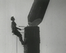 Felling the Californian Redwoods